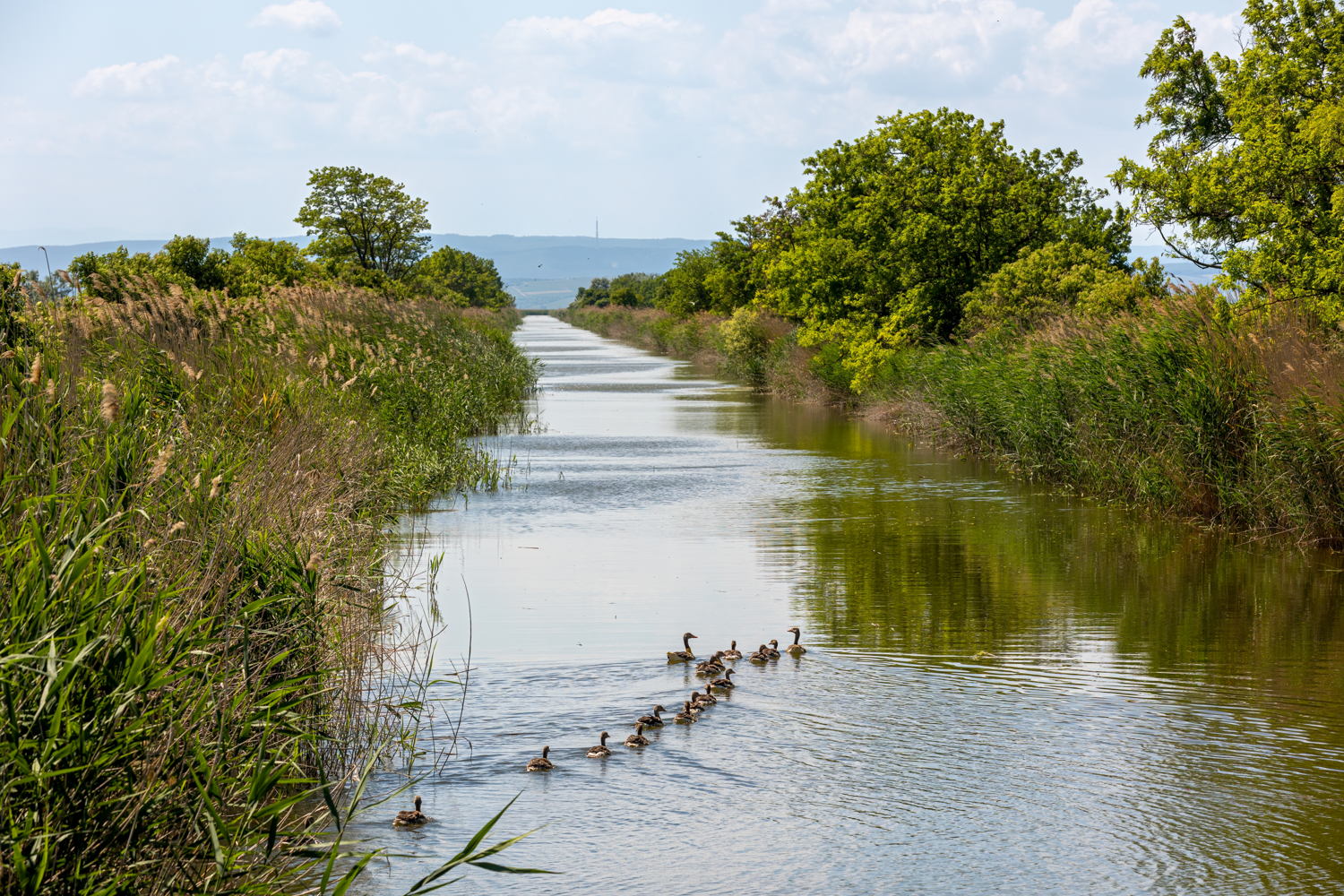 Sopron_Fertőhanság Nemzeti Park_13