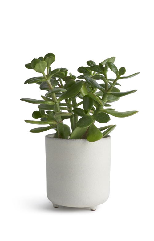 Habitat Naturalist Small Planter - White, £6
