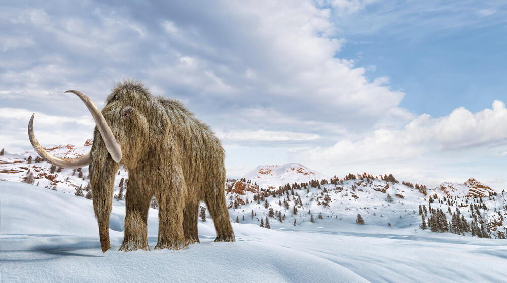 Woolly mammoth in a winter scene environment. AKG10120769 © akg-images / Leonello Calvetti / Stocktrek Images