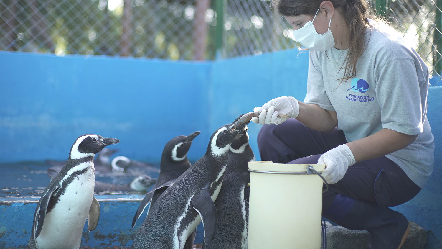 Pingüinos en rehabilitación