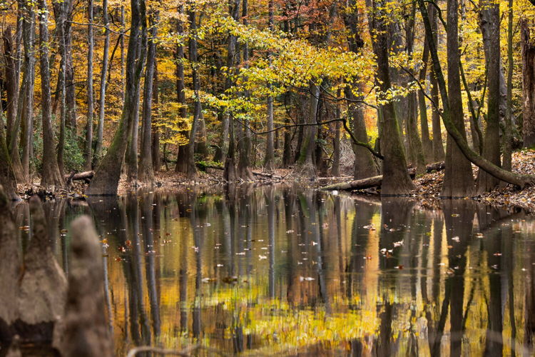 Congaree National Park, SC