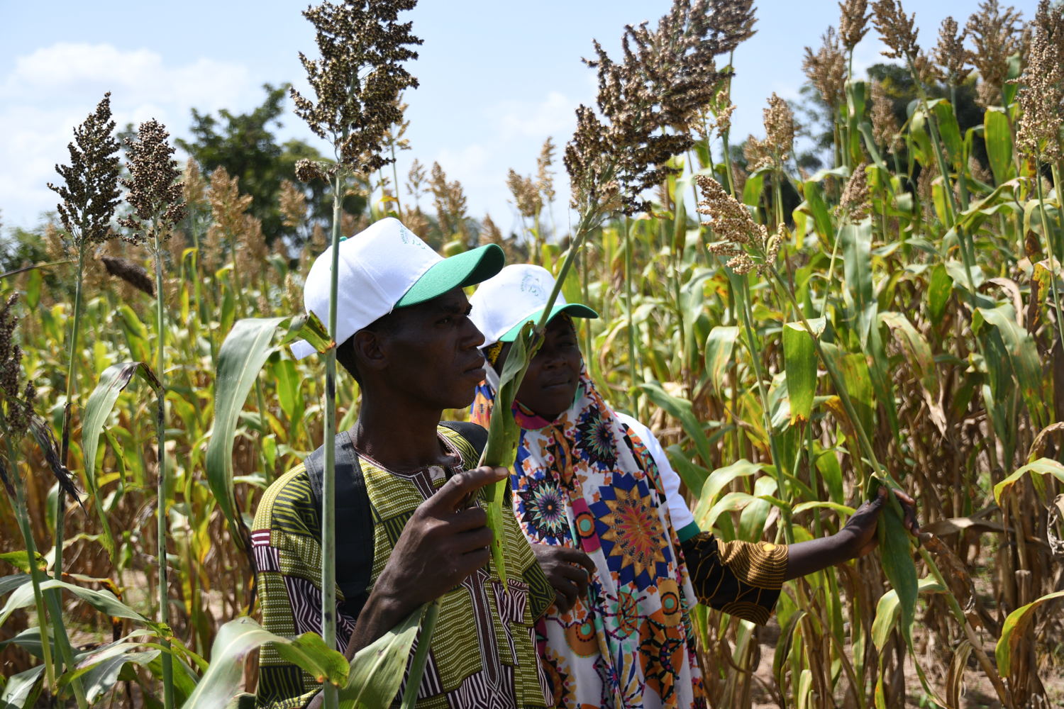 African farmers checking Sorghum panicles.