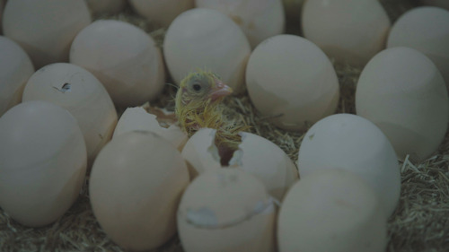 Pano start nieuw seizoen met reportage over kippenindustrie