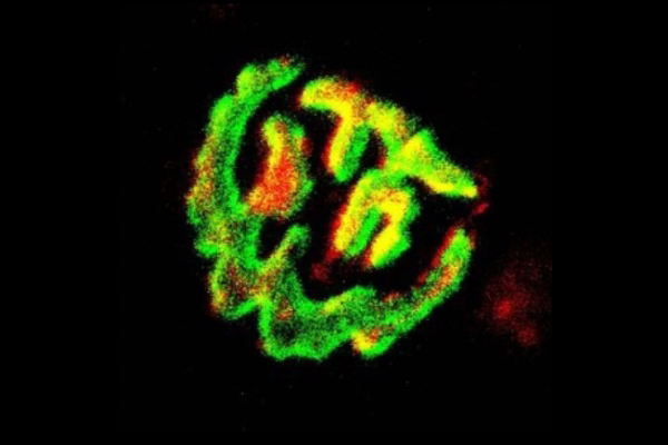 Groundbreaking Study Offers a Novel Approach to Enhance Neuromuscular Function in Patients with Duchenne Muscular Dystrophy 