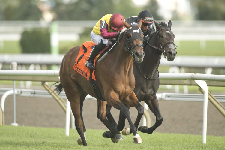 Hurricane Clair and jockey Sahin Civaci winning the Wonder Where Stakes on September 8, 2024 at Woodbine (Michael Burns Photo)