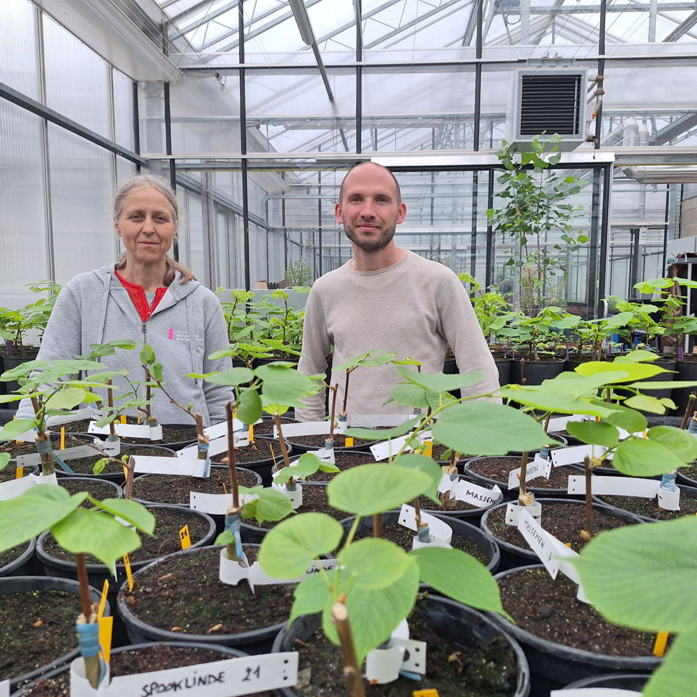 Opkweken erfgoedbomen in het INBO