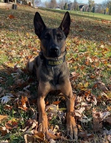 K9 Remco