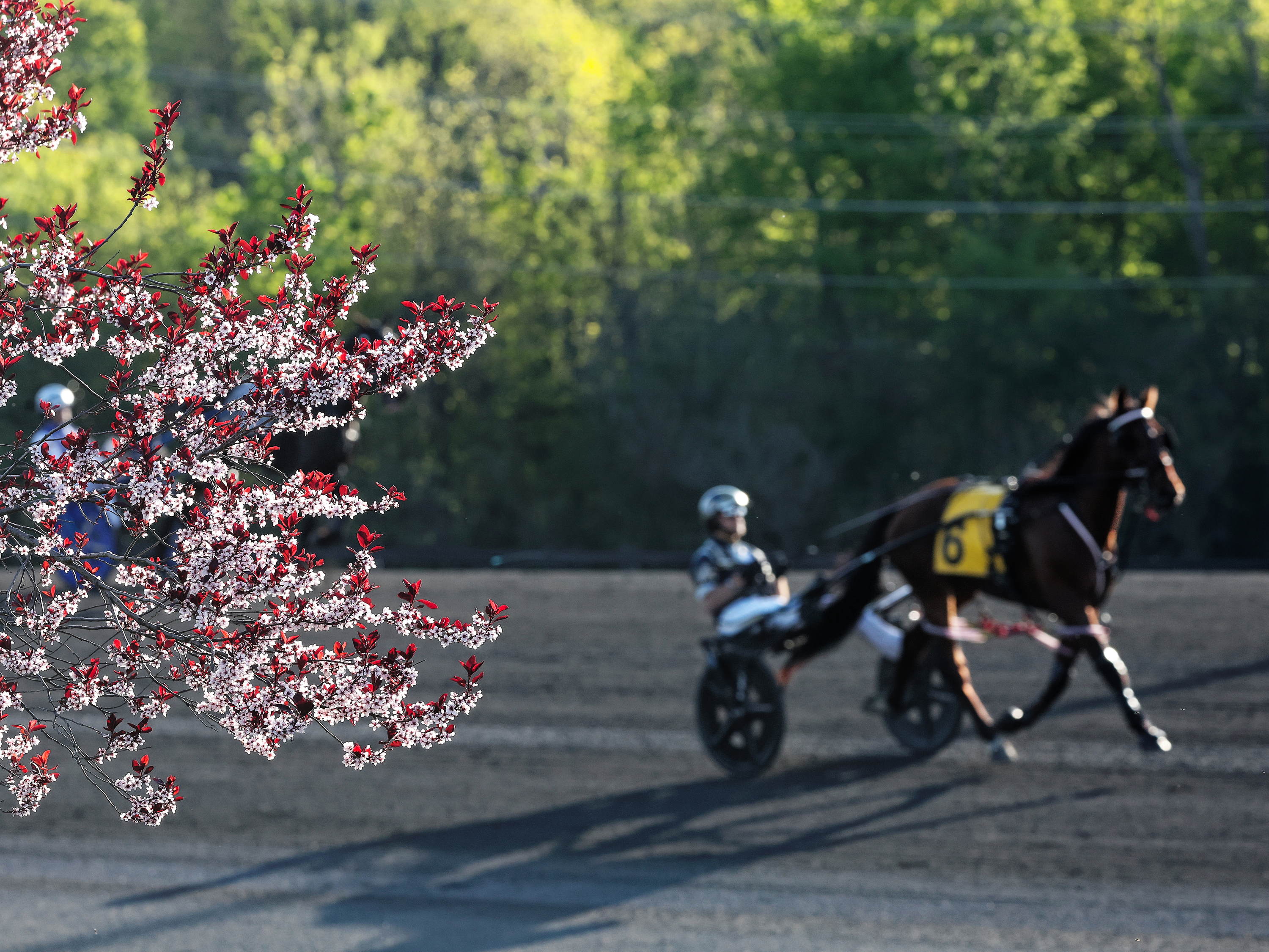 Qualifying and Training Schedule Adjusted at Woodbine Mohawk Park