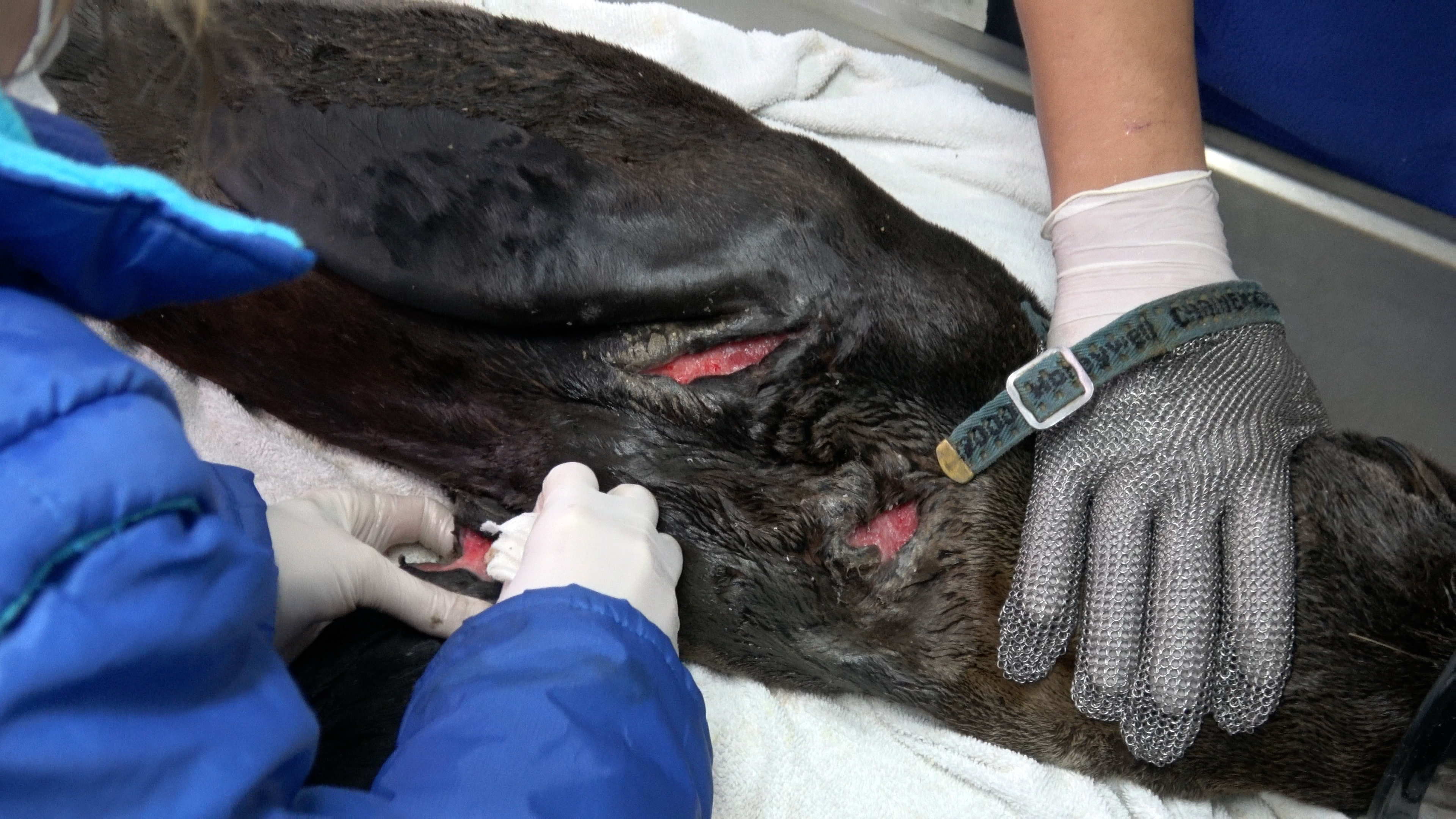 Un mensaje de alerta desde el fondo del mar: en la primera mitad del año decenas de animales marinos fueron hallados heridos, enredados en basura o desnutridos