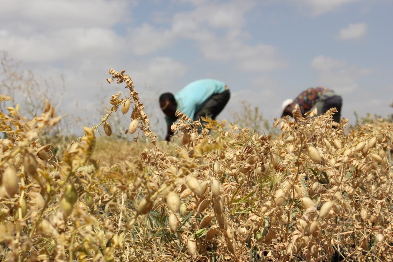 Chickpea yield in Ethiopia can be doubled by enhancing farmers' technical knowledge: ICRISAT study