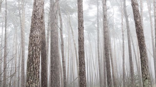 Bomen (c) Lieve Blancquaert