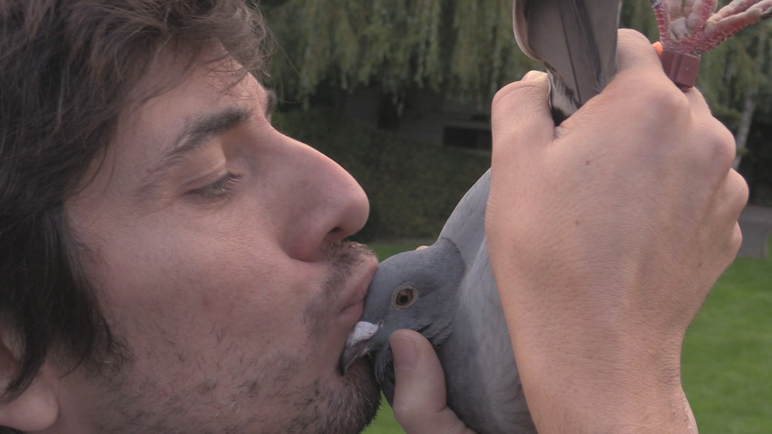 Copy beest- de duif (c) VRT