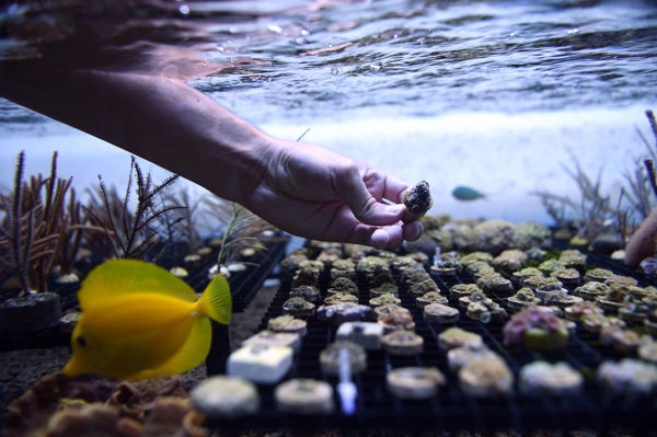 Belgian dredging company Jan De Nul builds coral farm in the Maldives