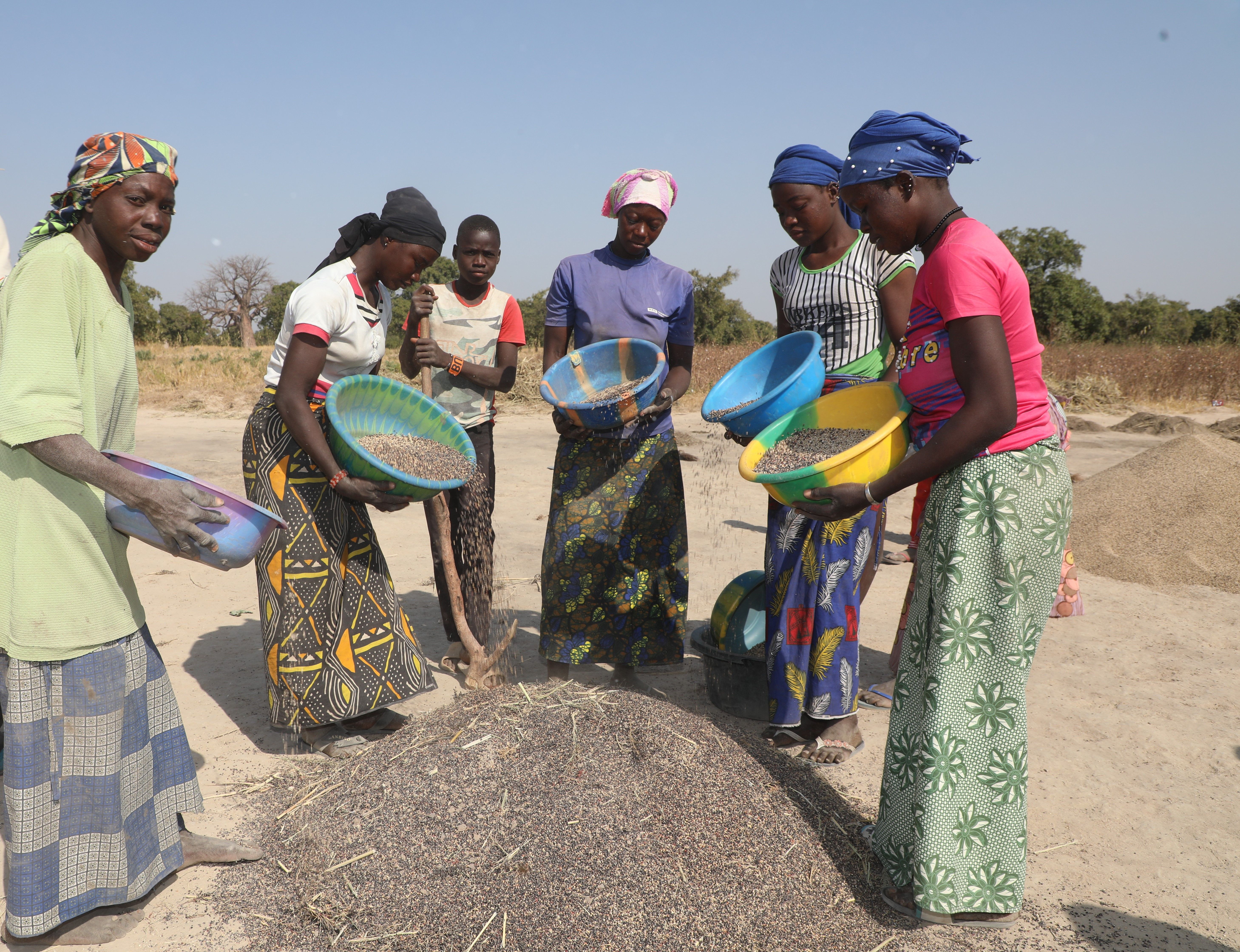 Women performing post-harvest activities in the field following interventions from the UE-APSAN-Mali project.