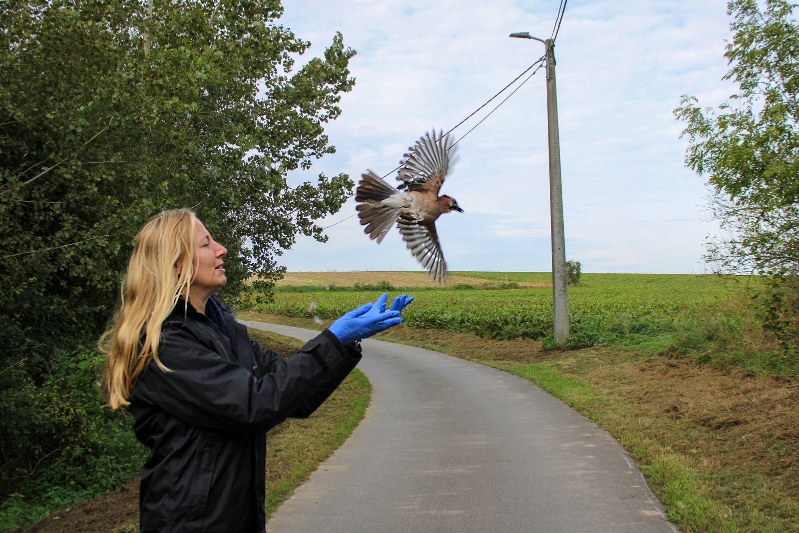 Hoofddierenarts Alicia Quiévy heeft een Vlaamse Gaai verzorgd in Pairi Daiza en weer vrijgelaten.