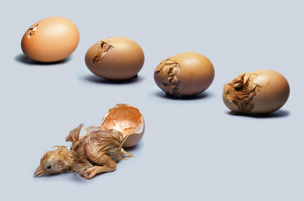 Chicken egg hatching. AKG8146845 ©akg-images / Tom McHugh / SCIENCE SOURCE