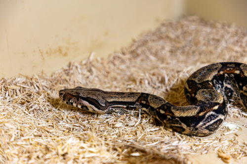 Boa