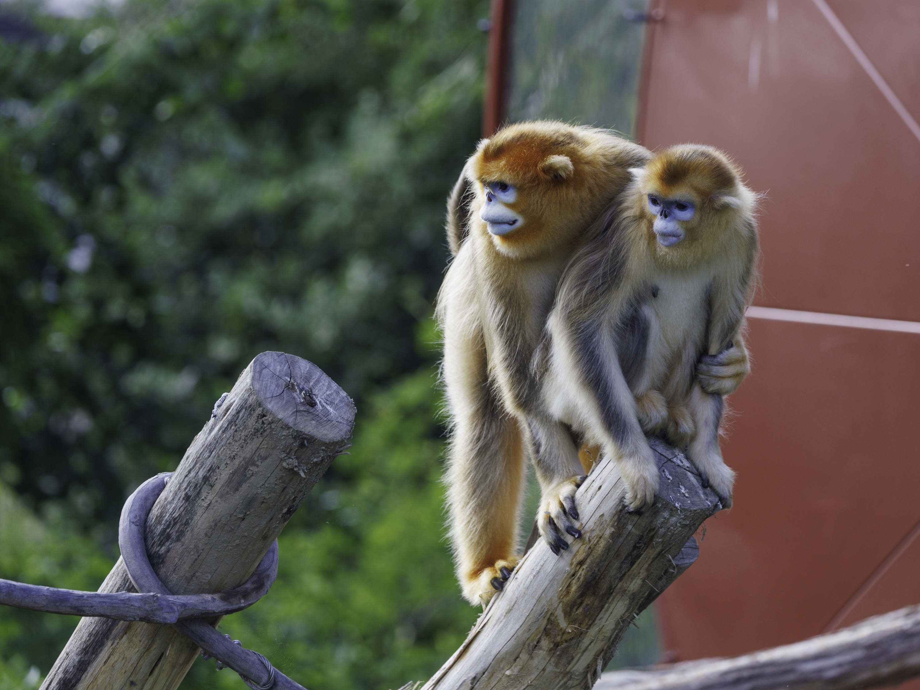 Fin de quarantaine pour les Singes dorés de Pairi Daiza