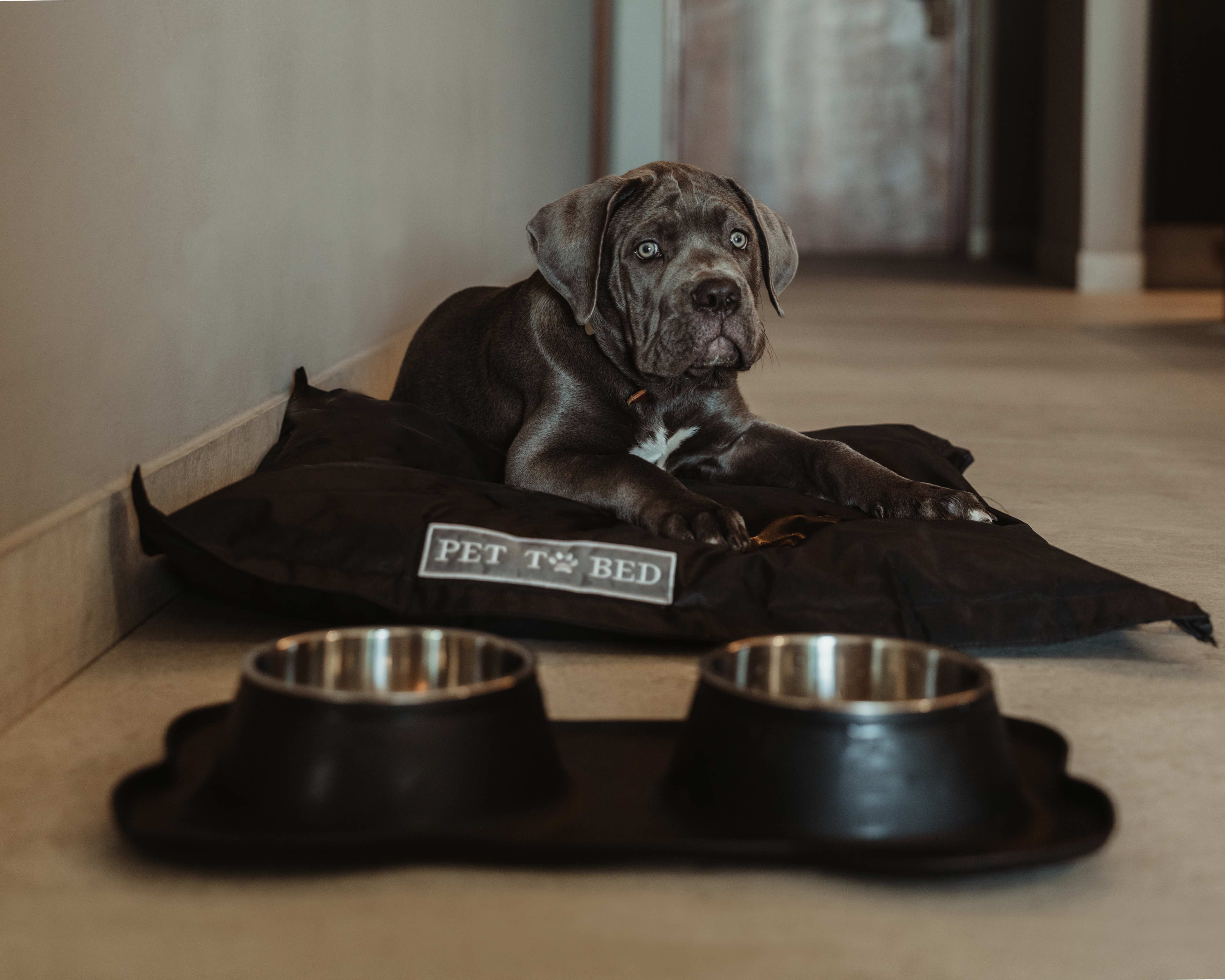 The Cape, a Thompson Hotel eleva la experiencia pet-friendly con menú gourmet y masajes relajantes. 