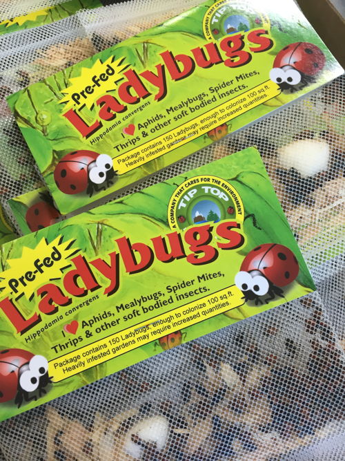 Lady Packets (photo credit Pike Nurseries)