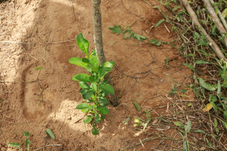 Recently planted tree.