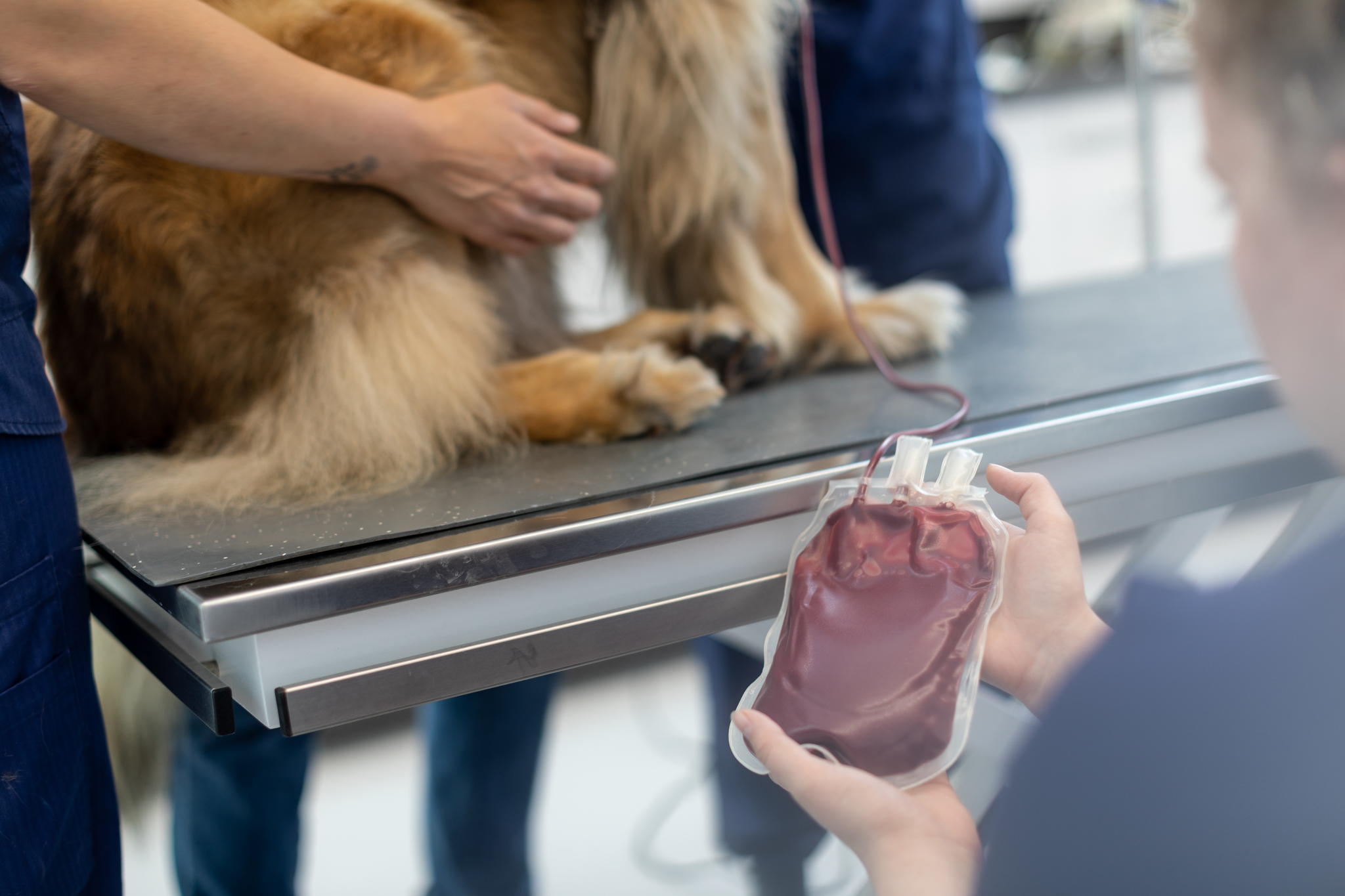 Bloeddonatie bij een hond Bloeddonatie bij een hond