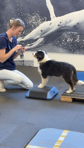 Charlotte Vandermarliere (dierenartsassistente bij AniCura Causus) met pup Charlotte Vandermarliere (dierenartsassistente bij AniCura Causus) met pup