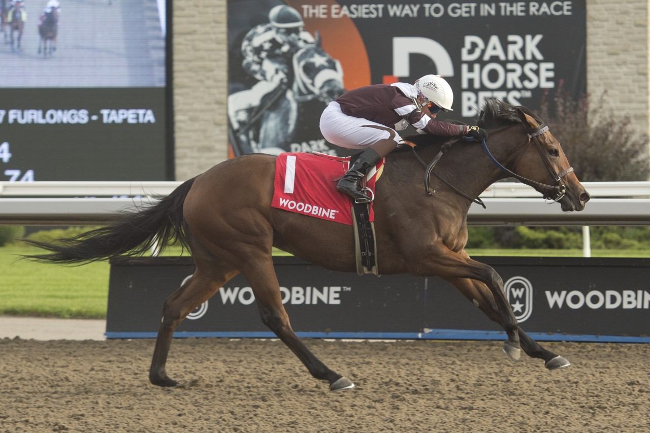  Loyalty and jockey Luis Contreras winning the Duchess Stakes on Saturday at Woodbine. (Michael Burns Photo)