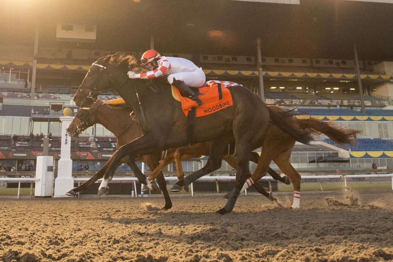 Wentru and Who’s the Star dead-heat in Grade 3 Valedictory at Woodbine (Michael Burns Photo)