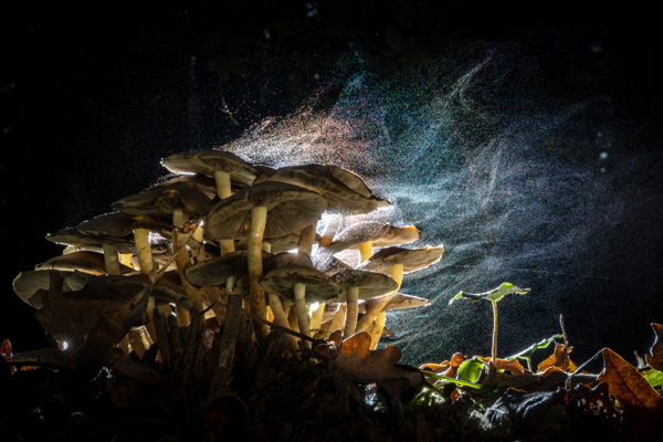 Sony World Photography Awards : annonce de la liste des finalistes et des présélectionnés du concours « Professional »