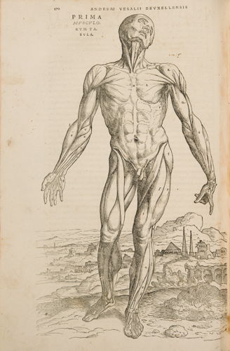 Muscle man in: Andreas Vesalius, De Humani Corporis Fabrica Libri Septem, Basel, 1543 © KU Leuven, University Library, inv. CaaC17 – Bruno Vandermeulen