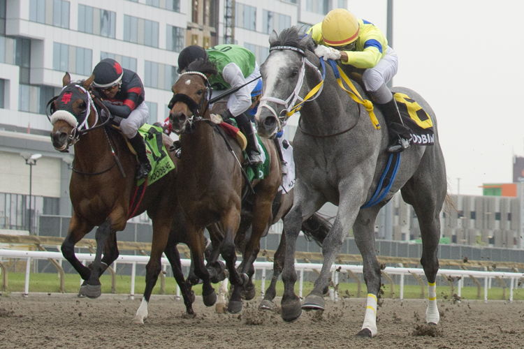 Kaukokaipuu and jockey Rico Walcott winning the Queenston Stakes on June 11, 2023 at Woodbine (Michael Burns Photo)
