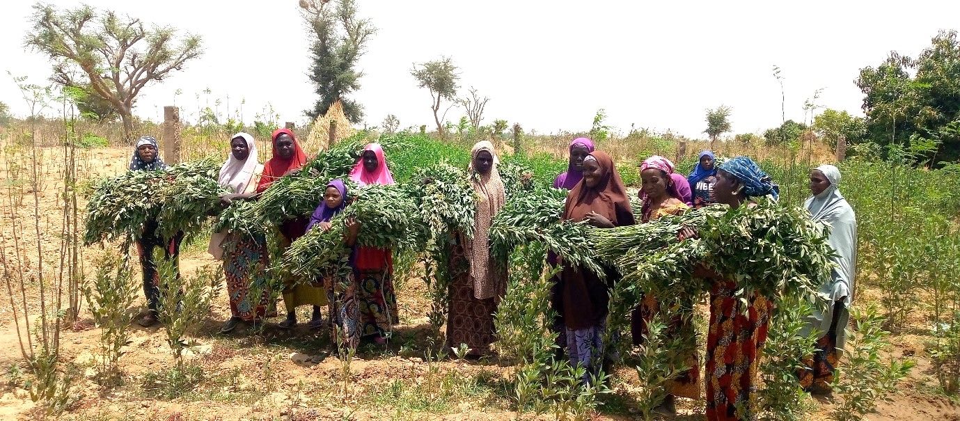 Women's group in Maradi engaged in pigeonpea production. Photo: ICRISAT