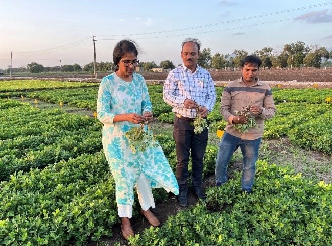 ICRISAT scientist Dr Janila Pasupuleti visiting the groundnut breeding nurseries of JAU with scientists Dr R Madariya, Head of Main Oilseeds Station, and Dr Sapra, Scientist, Groundnut Breeding.