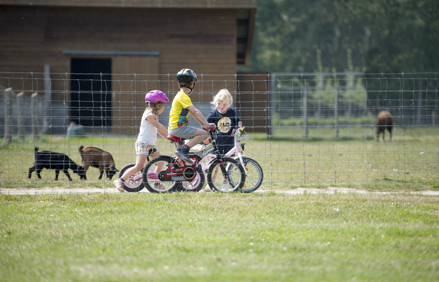Wandelen tussen de dieren in De Brielmeersen