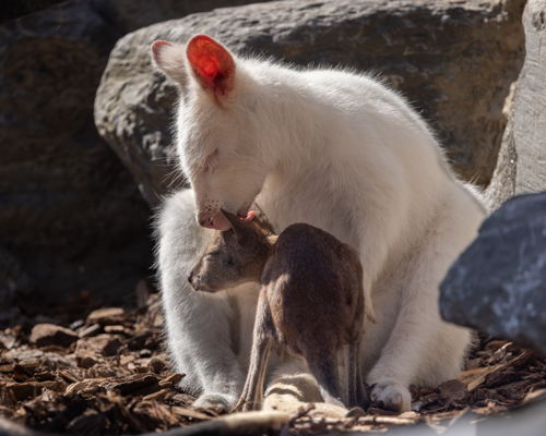 MI4A3256 Wallaby