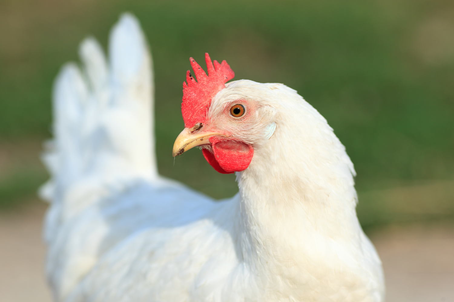 Il pollo italiano non ha ormoni