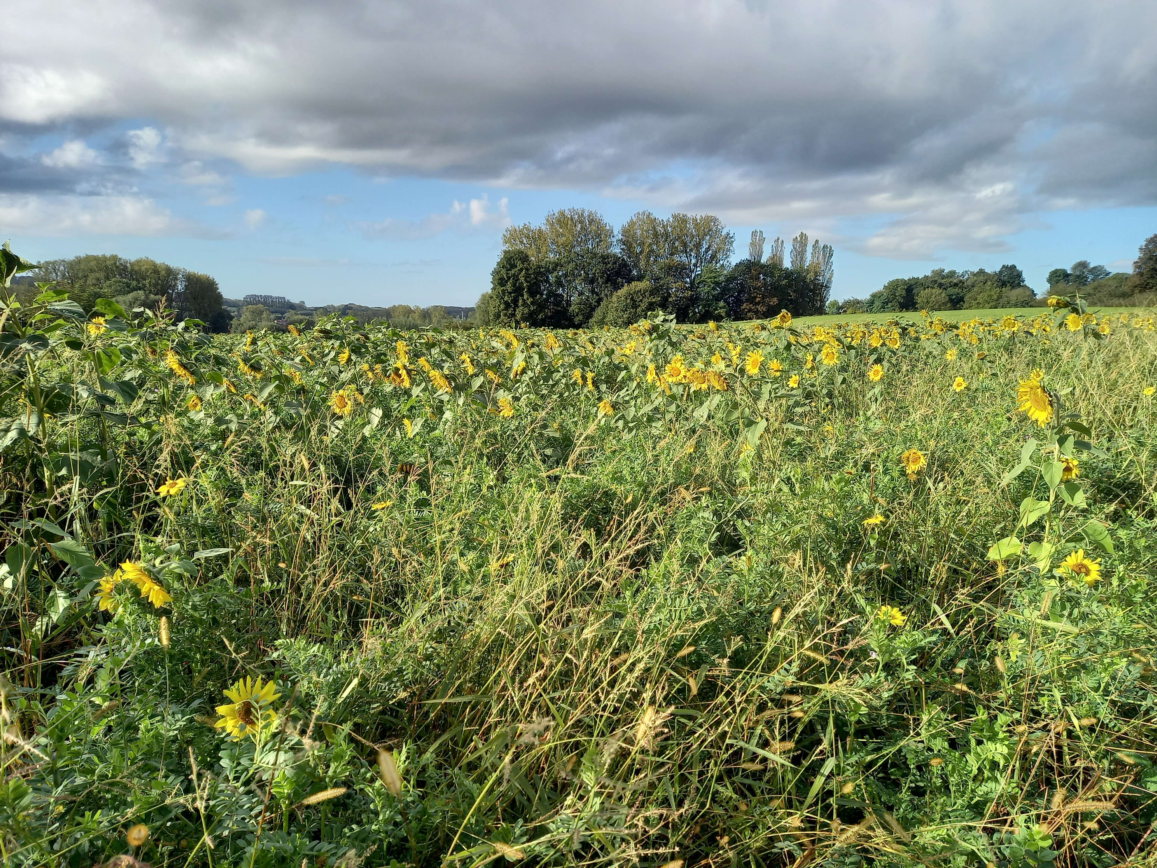 Faunamengsels en faunavoedselgewas: zo verlaag je de onkruiddruk