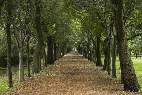 Parque Viveros