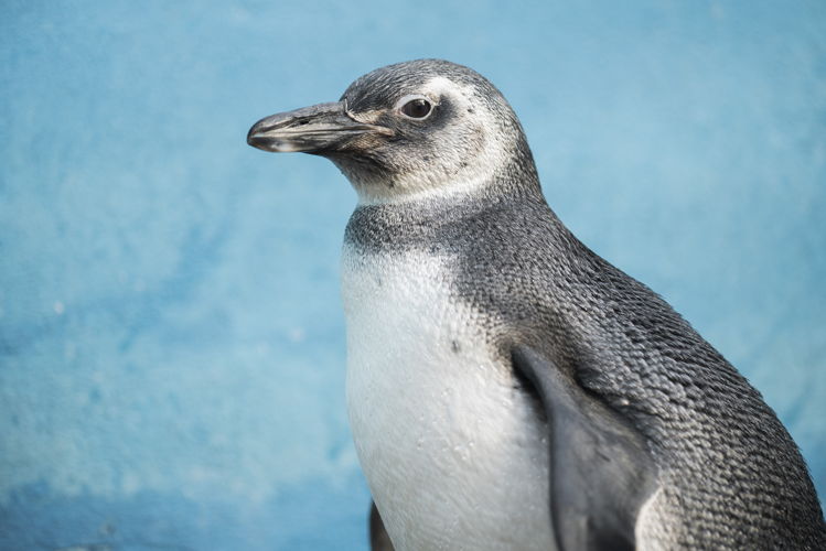 Rehabilitación del "pingüino cordobés"
