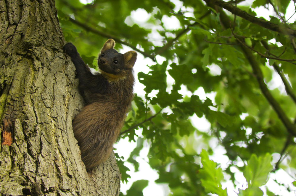 De Linie - boommarter  (© Paul Vercauteren))