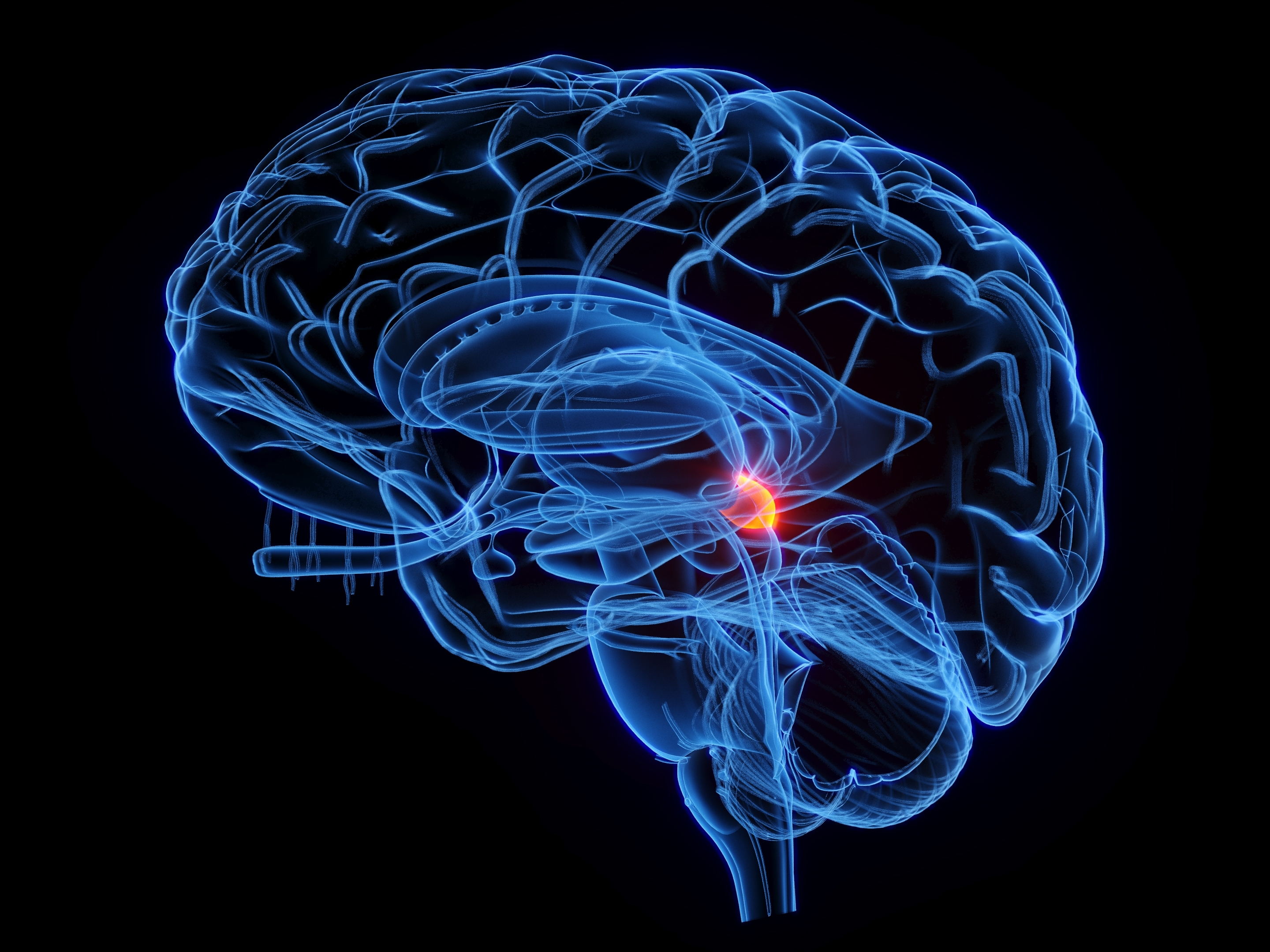 Meet the Superior Colliculus 