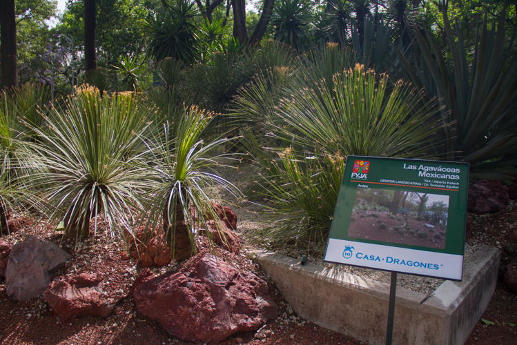 Campos de los Dragones, Jardín Botánico de Chapultepec Campos de los Dragones, Jardín Botánico de Chapultepec