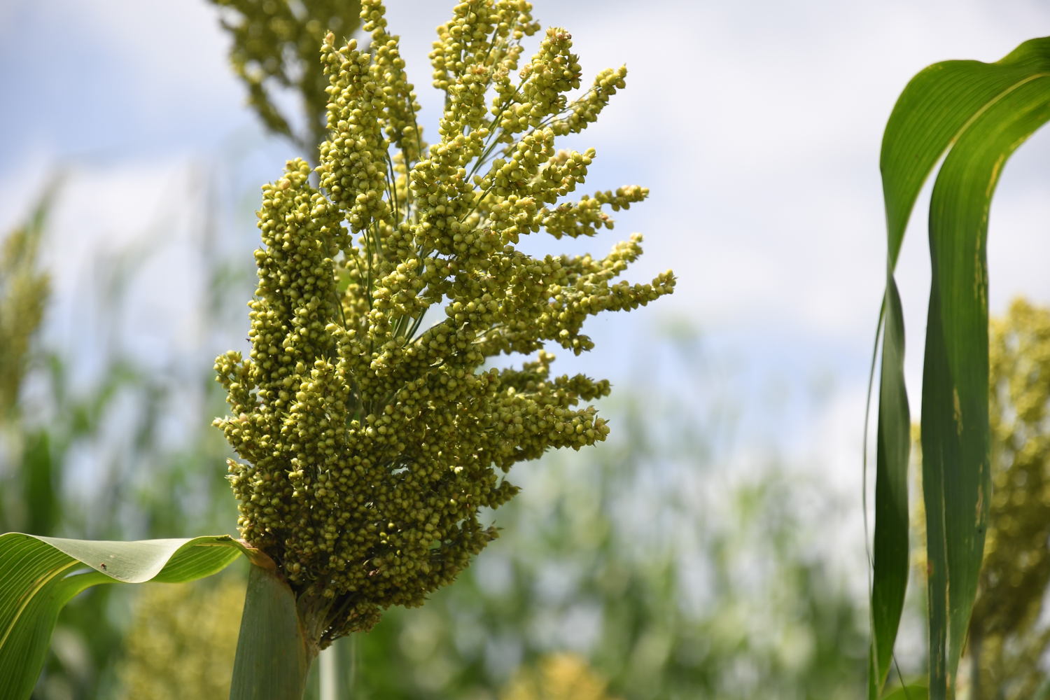 Improved sorghum production in Mali