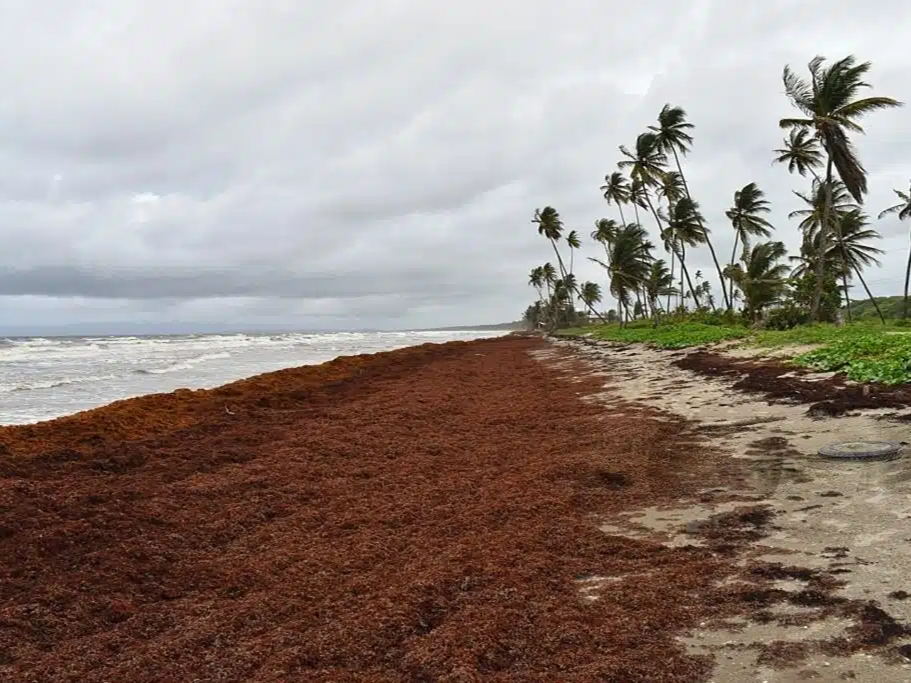 Saint Vincent et les Grenadines lance un projet pilote sur les sargasses pour transformer un défi en opportunité