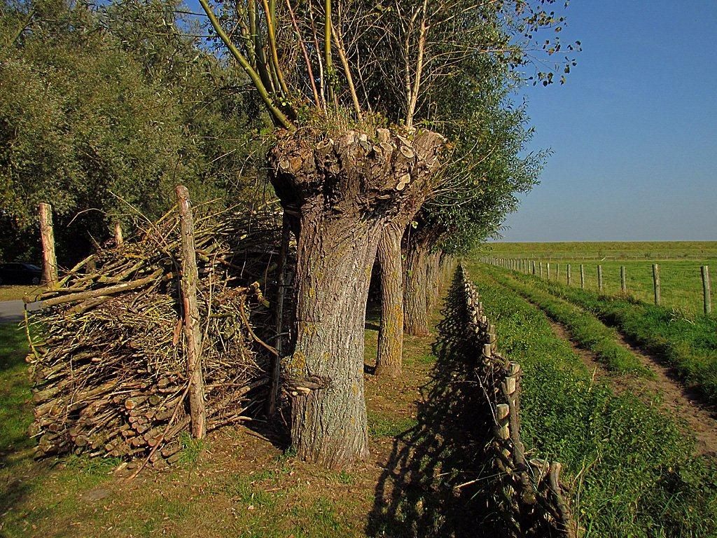 Knotrij naast wandelweg
