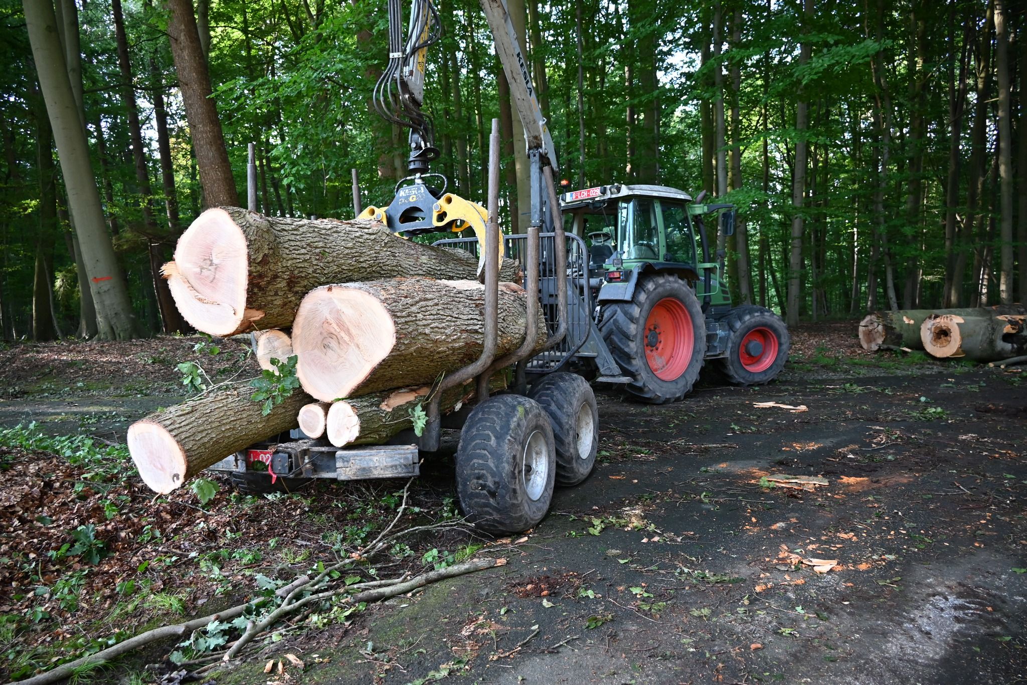 Heel wat omgewaaide bomen worden momenteel afgevoerd.