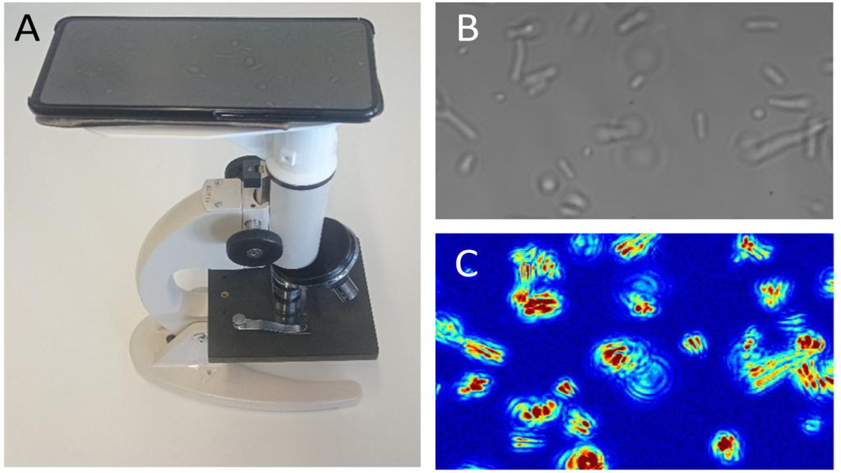 (A) Setup voor het uitvoeren van Optical Nanomotion Detection-techniek (ONMD) en weergave  Escherichia coli  bacteriën (B) onder de optische microscoop en (C) bewerkt beeld dat de beweging van de bacteriën weergeeft: hoe roder de kleur, hoe meer de cellen bewegen.