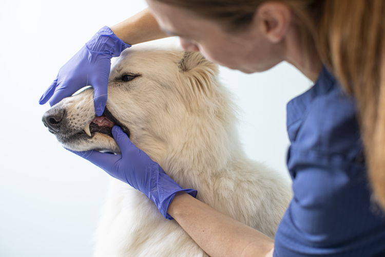 Vet examining dogs teeth