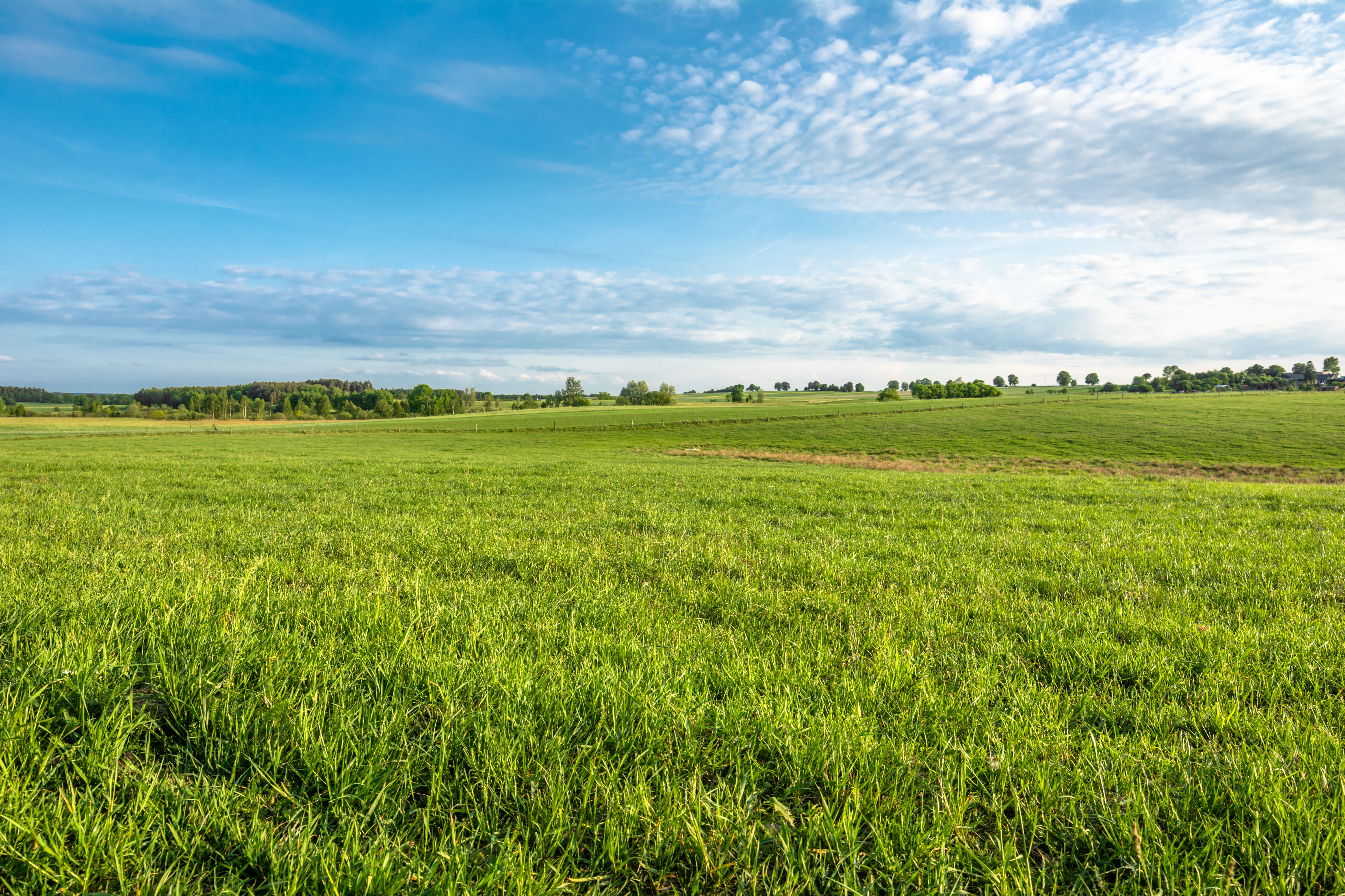 A ​ permanent grassland: ​ a potent carbon sink